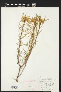 Oenothera serrulata image