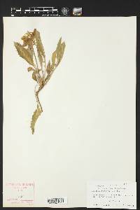 Oenothera flava image