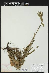 Oenothera villosa image