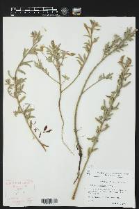 Oenothera humifusa image