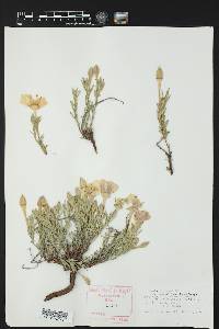 Calylophus lavandulifolius image