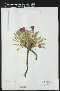 Oenothera cespitosa image