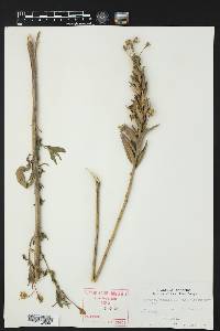 Oenothera elata image