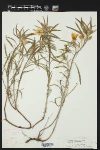 Oenothera serrulata image