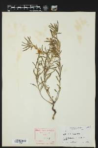 Oenothera serrulata image