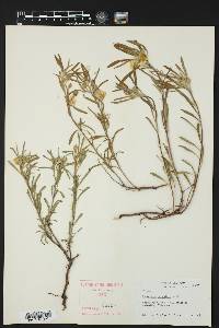 Oenothera serrulata image