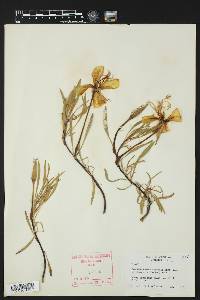 Oenothera macrocarpa image