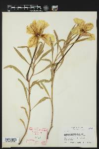 Oenothera macrocarpa image