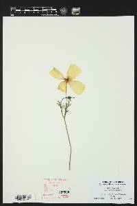 Oenothera coronopifolia image