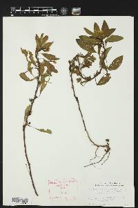 Ludwigia peploides subsp. peploides image