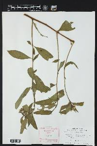 Ludwigia leptocarpa image