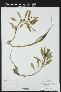 Ludwigia peploides subsp. peploides image