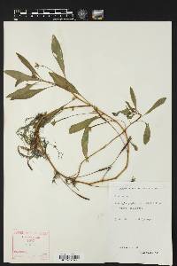 Ludwigia peploides subsp. peploides image