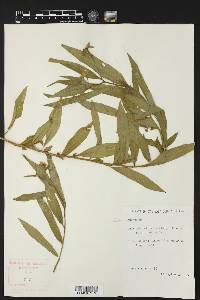 Ludwigia octovalvis subsp. octovalvis image