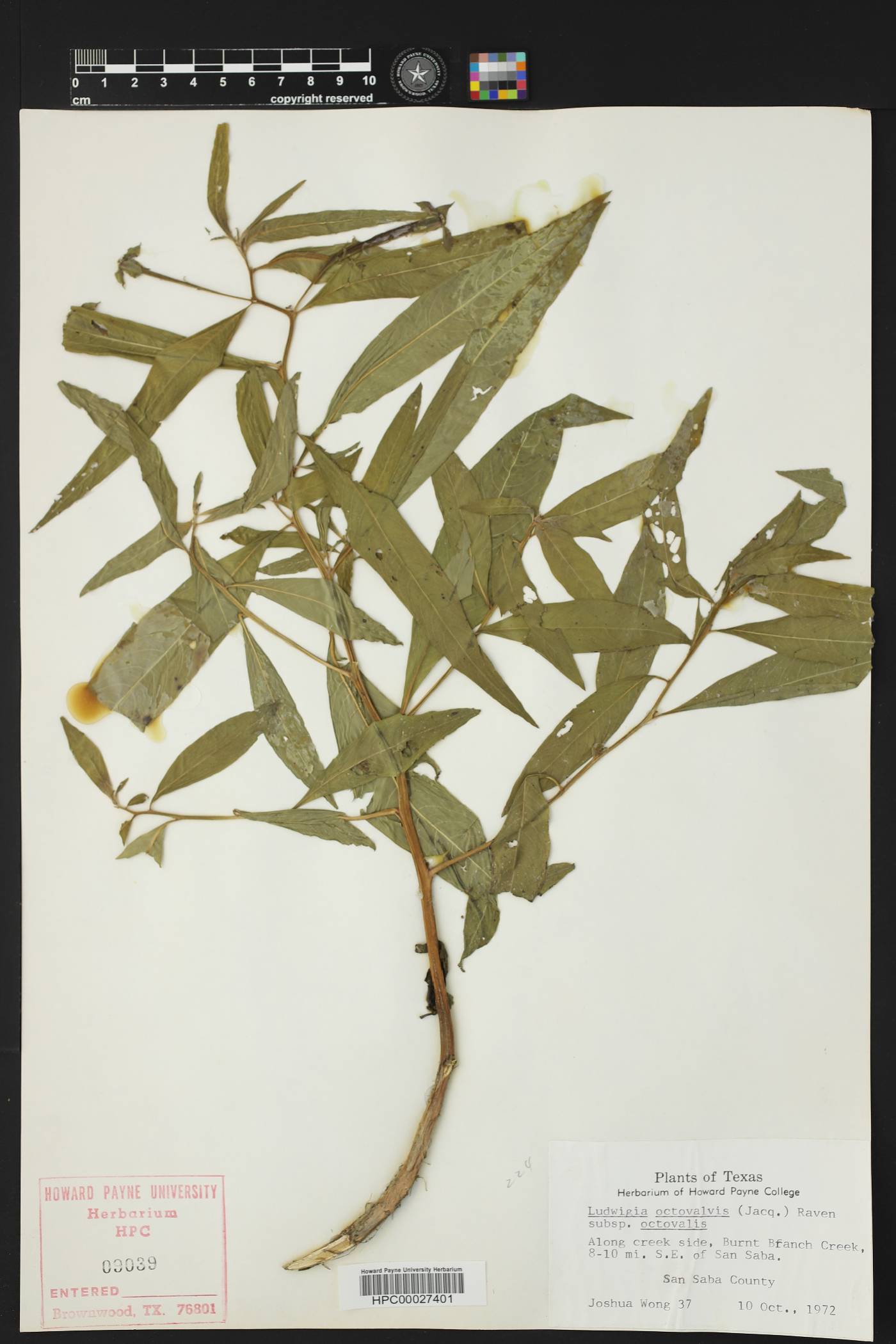 Ludwigia octovalvis subsp. octovalvis image