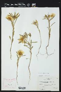 Oenothera serrulata image