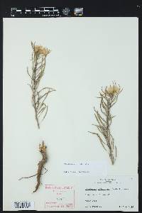 Oenothera serrulata image