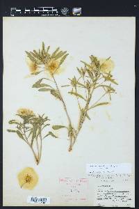 Oenothera serrulata image