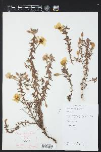 Calylophus hartwegii image