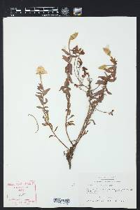 Calylophus hartwegii subsp. pubescens image