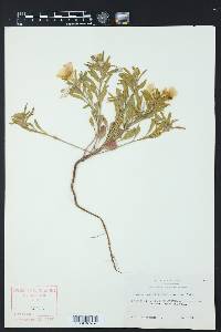 Oenothera serrulata image