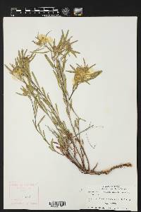 Oenothera serrulata image