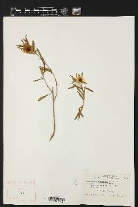 Oenothera serrulata image