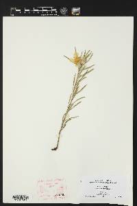 Oenothera macrocarpa image