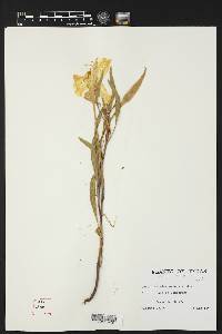 Oenothera macrocarpa image