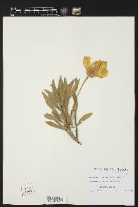 Oenothera macrocarpa image