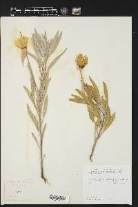 Oenothera macrocarpa image