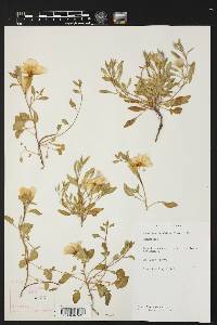 Oenothera kunthiana image