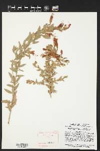 Epilobium canum image