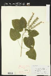 Scutellaria ovata image