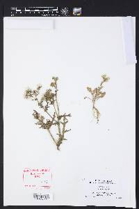 Senecio vulgaris image