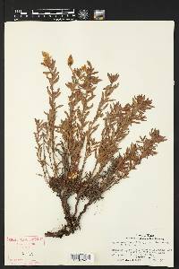 Calylophus hartwegii subsp. pubescens image