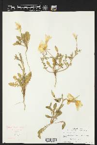 Oenothera grandis image