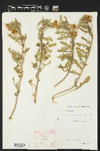 Oenothera grandis image