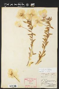 Oenothera hartwegii subsp. pubescens image