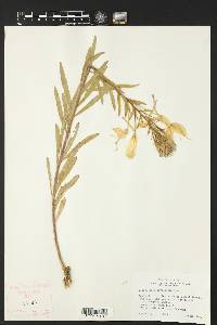 Oenothera heterophylla image