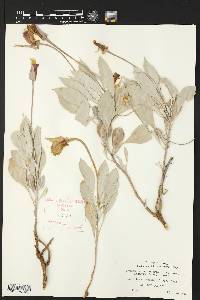 Oenothera macrocarpa var. incana image