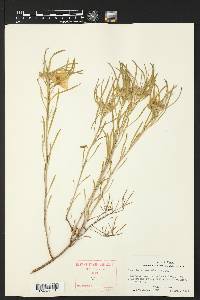 Oenothera serrulata image