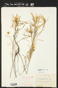 Oenothera serrulata image