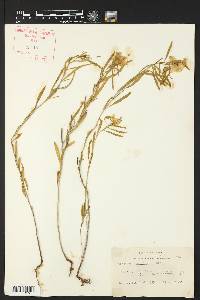 Oenothera serrulata image