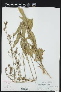 Oenothera filiformis image