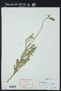 Oenothera suffulta image