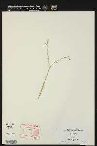 Linum pratense image