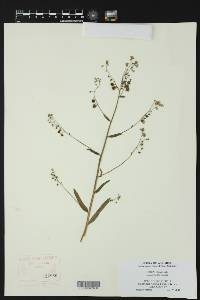 Hackelia floribunda image