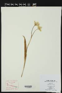 Calochortus gunnisonii image