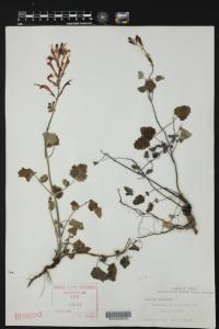 Salvia coccinea image